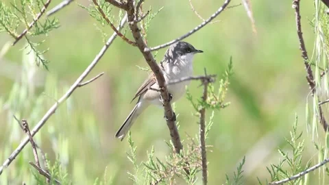 Lesser Whitethroat Perched on Branch in Cyprus Woodland Stock Footage 332850867
