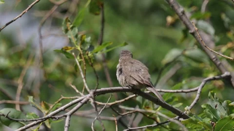 Lesser whitethroat sits on a tree branch in summer Video stock 316063456