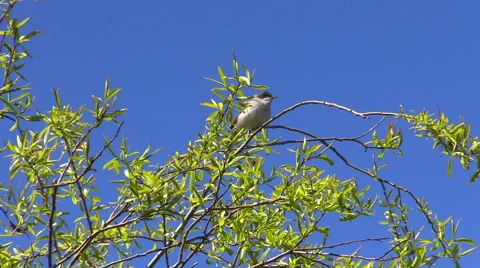 Lesser whitethroat (Sylvia curruca) Stock Footage 50365943