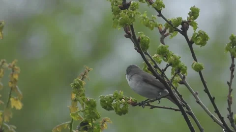 Lesser Whitethroat (Sylvia Curruca) Singing Stock Footage 240658622
