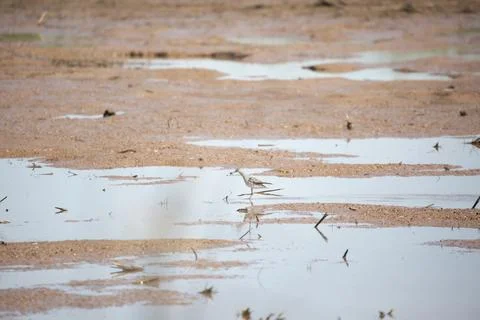 Lesser Yellowlegs Snacking Stock Photos