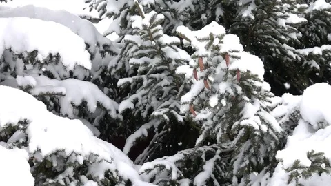 Let it snow slow Stock Footage 83120502