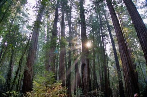 Let the light Through Foto stock