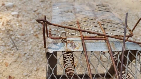 Let the mouse out of the cage Stock Footage 263171884