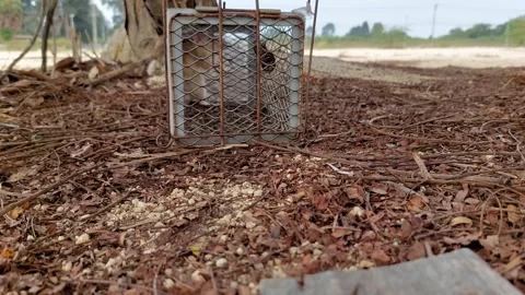 Let the mouse out of the cage Stock Footage 268368231