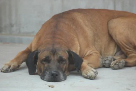 Let sleeping dogs Stock Photos