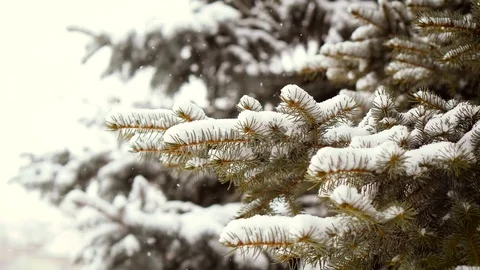 Let is snow! Stock Footage 86285708