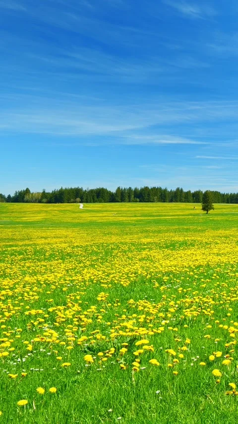 Let the Spring Meadow Timelapse of Dandelions and Blue Sky Relax Your Mind an Stock Footage 309220565