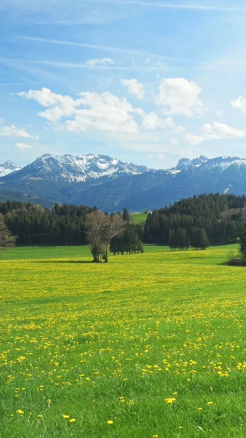 Let Timelapse Footage of a Spring Meadow with Dandelions and Blue Skies Sooth Stock Footage 309226160