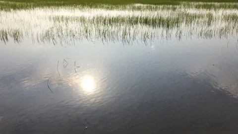 Let the water into the field to prepare. Stock Footage 89469058