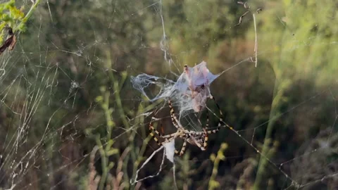 Lethal Spider Attack to a Defenseless Grasshoper Trapped in Its Silk Web in a 스톡 동영상 315689741