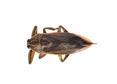 Lethocerus indicus isolated on white background Stock Photos