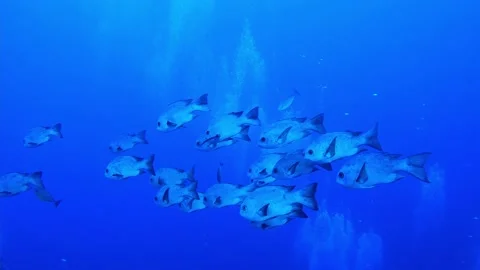 Lethrinus or emperor breams at the bottom of the Red sea in Egypt Stock Footage 237742935