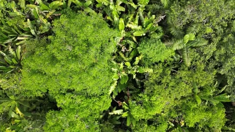 Leticia Stock Footage 299722662