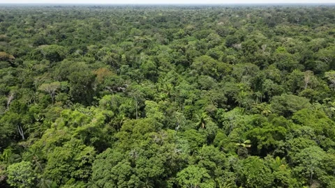 Leticia Stock Footage 299723943