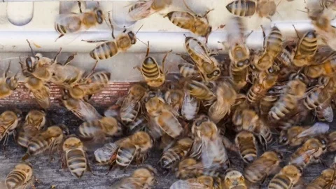 Letnut with bees in a hive Stock Footage 78777579
