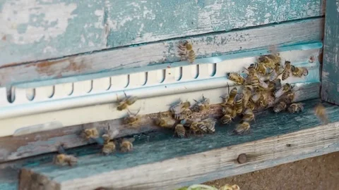 Letnut with bees in a hive Stock Footage 79137070
