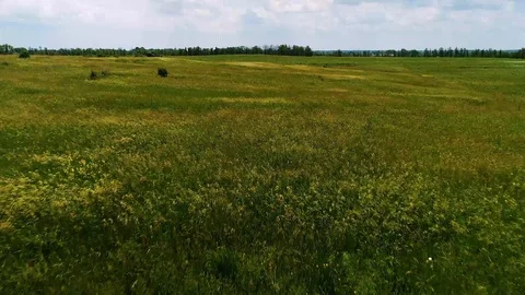 Let's Fly over a large field of flowing grass Stock Footage 86477644