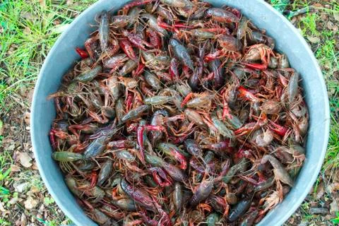 Let's Get Cookin' Crawfish Stock Photos