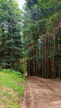 Let's go up the mountain. Landscape with clouds, pine trees and green grass.  Фото