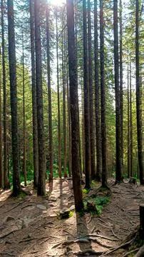 Let's go up the mountain. Landscape with clouds, pine trees and green grass.. Стоковые фото