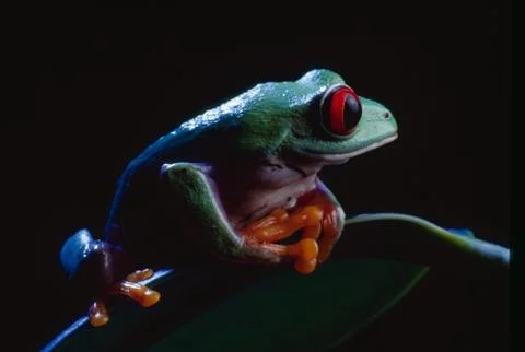 Let's Pray -  Red-Eyed Tree Frog Stock Photos
