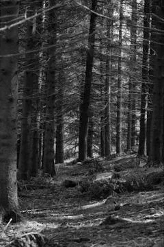 Let's wander in the forest Stock Photos