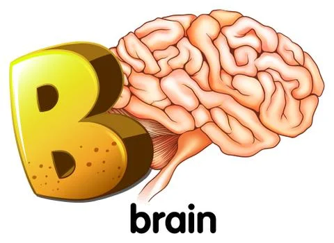 A letter B for brain Stock-Illustration