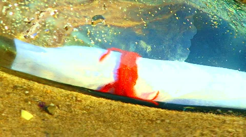 Letter in  Bottle on a Sand 動画素材 587820