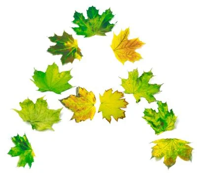 Letter A composed of yellowed maple leafs Stock Photos