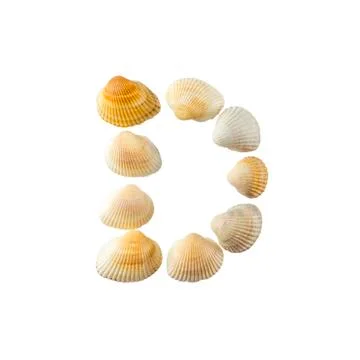 Letter "d" composed from seashells, isolated on white background 库存照片