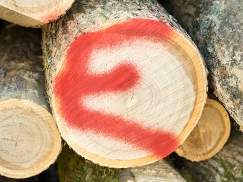 Letter E Spray Painted on Ash Log Stock Photos
