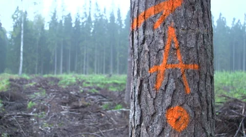 Letter A in the forest Stock Footage 47653953