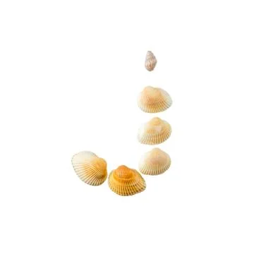 Letter "j" composed from seashells, isolated on white background Stock-Fotos