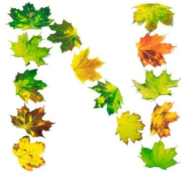 Letter N composed of multicolor maple leafs Stock Photos