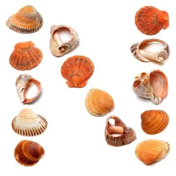 Letter N composed of seashells Stock Photos