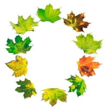 Letter O composed of multicolor maple leafs Stock Photos
