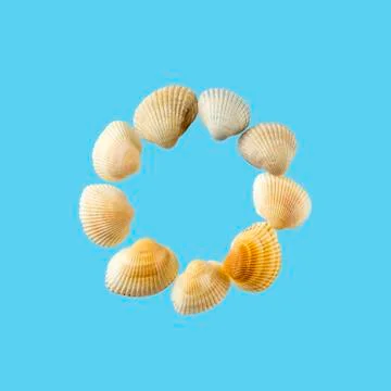 Letter "o" composed from seashells, isolated on gentle blue background Foto stock