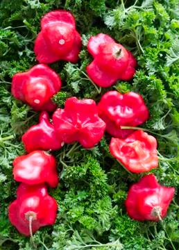 Letter a. Foto stock