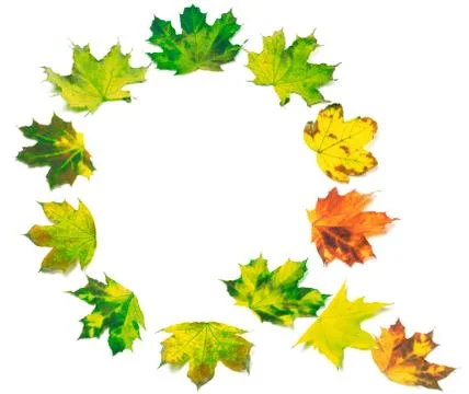 Letter Q composed of multicolor maple leafs Stock Photos