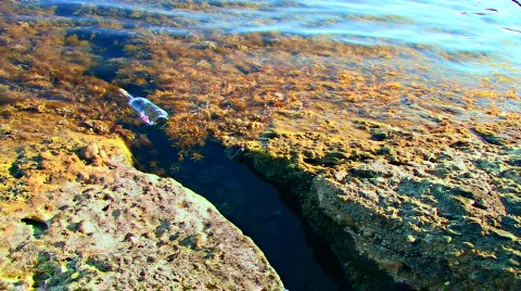 Letter in Sea Cave 動画素材 587785