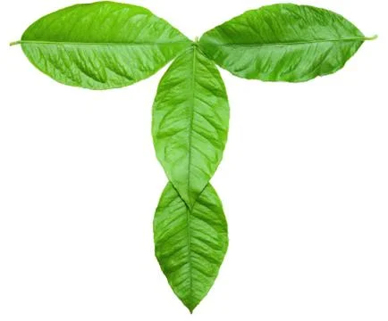 Letter t Stock Photos