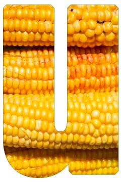 Letter u of the alphabet, with texture of corn Stock Photos