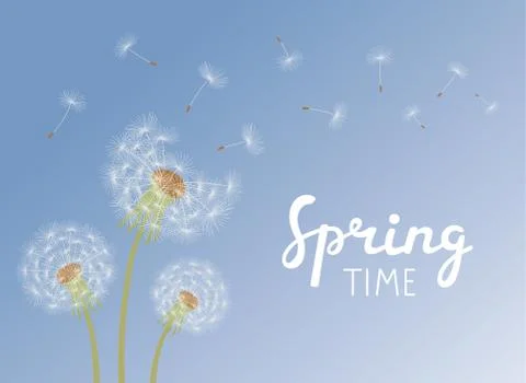 Lettering Spring Time. Dandelions with flying seeds on blue sky. Stock Illustration