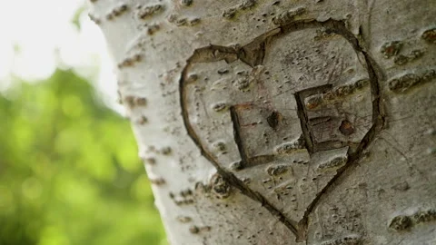 Letters L and E in heart scratched in tree Vídeo Stock 263679621