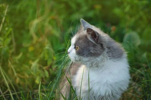 Letting cat outside for the a first time. Introduce cat to outside. 库存照片