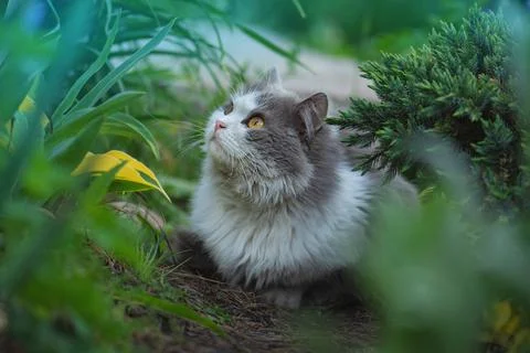Letting cat outside for the a first time. Introduce cat to outside. 스톡 사진