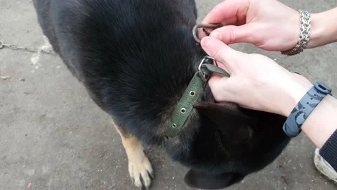 Letting go of the dog Stock Footage 149501686