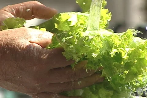 Lettuce - 005150021 Stock Footage 845895