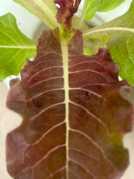 Lettuce (7) Stock Photos